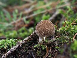 Attēlu rezultāti vaicājumam “Lycoperdon echinatum”