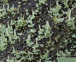 Attēlu rezultāti vaicājumam “Cladonia coniocraea”