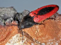 Attēlu rezultāti vaicājumam “Ampedus sanguinolentus”