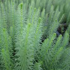 Attēlu rezultāti vaicājumam “Hippuris vulgaris leaf”