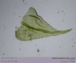 Attēlu rezultāti vaicājumam “Thuidium recognitum”