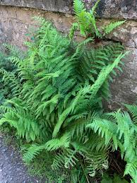 Attēlu rezultāti vaicājumam “Dryopteris carthusiana”