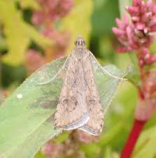 Attēlu rezultāti vaicājumam “Nomophila noctuella”