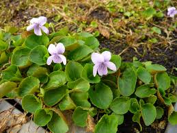 Attēlu rezultāti vaicājumam “Viola palustris”