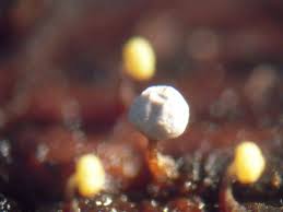 Attēlu rezultāti vaicājumam “Diderma montanum macro”