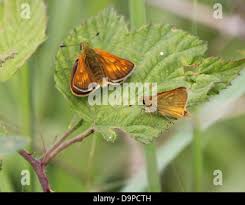 Attēlu rezultāti vaicājumam “Ochlodes sylvanus female”