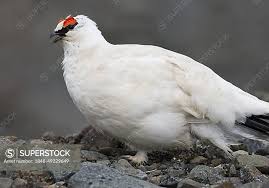 Image result for Lagopus muta