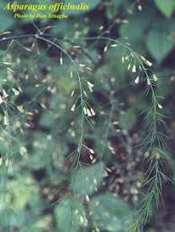 Attēlu rezultāti vaicājumam “Asparagus officinalis leaf”