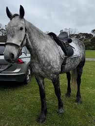 Image result for Winchester Riding Club