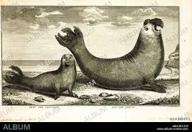 Image result for Cystophora cristata