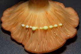 Attēlu rezultāti vaicājumam “Lactarius”