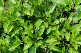 Image result for Basilikum