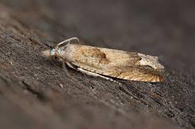 Attēlu rezultāti vaicājumam “Eucosma aspidiscana”