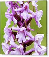 Attēlu rezultāti vaicājumam “Gymnadenia conopsea”