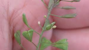 Attēlu rezultāti vaicājumam “Capsella bursa-pastoris bud”