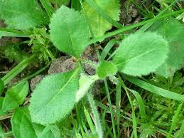 Attēlu rezultāti vaicājumam “Veronica officinalis leaf”