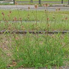 Image result for Sanguisorba minor