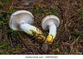 Attēlu rezultāti vaicājumam “Gomphidius glutinosus”