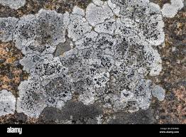 Attēlu rezultāti vaicājumam “Hertelidea botryosa”