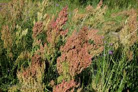 Attēlu rezultāti vaicājumam “Rumex thyrsiflorus”