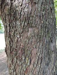 Attēlu rezultāti vaicājumam “Priobium carpini”