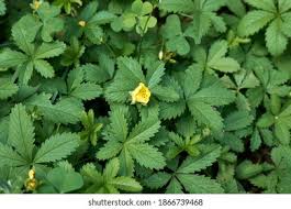 Attēlu rezultāti vaicājumam “Potentilla reptans leaf”