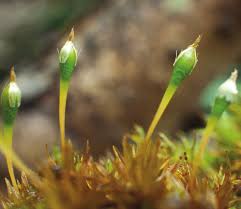 Attēlu rezultāti vaicājumam “Grimmia muehlenbeckii sporophyte”