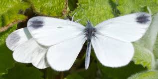 Attēlu rezultāti vaicājumam “Leptidea sinapis”