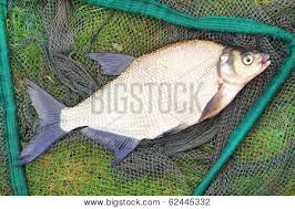 Image result for Abramis brama