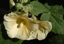 Image result for Stockrose