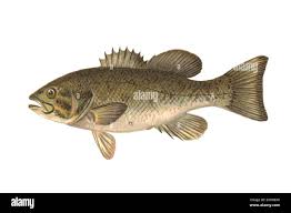 Image result for Micropterus dolomieu