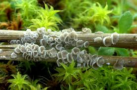 Attēlu rezultāti vaicājumam “Arrhenia retiruga”