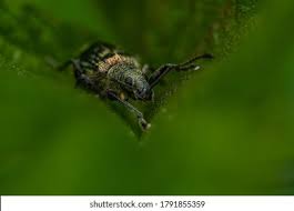 Attēlu rezultāti vaicājumam “Sitona sp.”