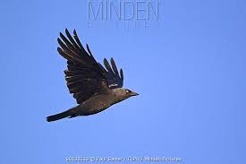 Attēlu rezultāti vaicājumam “Corvus monedula adult”