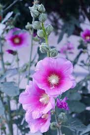 Image result for Stockrose