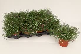 Attēlu rezultāti vaicājumam “Gypsophila muralis”