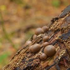 Attēlu rezultāti vaicājumam “Lycogala confusum”