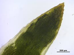 Attēlu rezultāti vaicājumam “Pogonatum nanum”