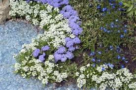 Image result for Leberbalsam