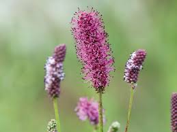 Attēlu rezultāti vaicājumam “Sanguisorba officinalis bud”
