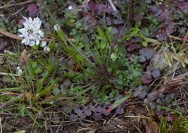 Attēlu rezultāti vaicājumam “Teesdalia nudicaulis”