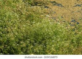 Attēlu rezultāti vaicājumam “Oenanthe aquatica flower”