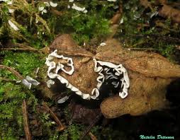 Attēlu rezultāti vaicājumam “Physarum bivalve”