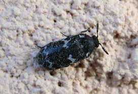 Attēlu rezultāti vaicājumam “Megatoma undata”