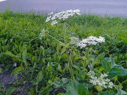 Attēlu rezultāti vaicājumam “Heracleum sosnowskyi fruit”