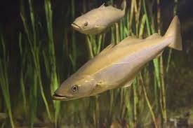 Image result for Pollachius pollachius