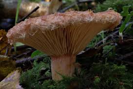 Attēlu rezultāti vaicājumam “Lactarius torminosus”