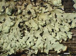 Attēlu rezultāti vaicājumam “Trichia ambigua”