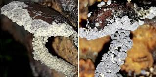 Attēlu rezultāti vaicājumam “Comatricha meandrispora macro”