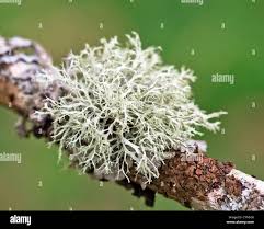 Attēlu rezultāti vaicājumam “Cladonia”